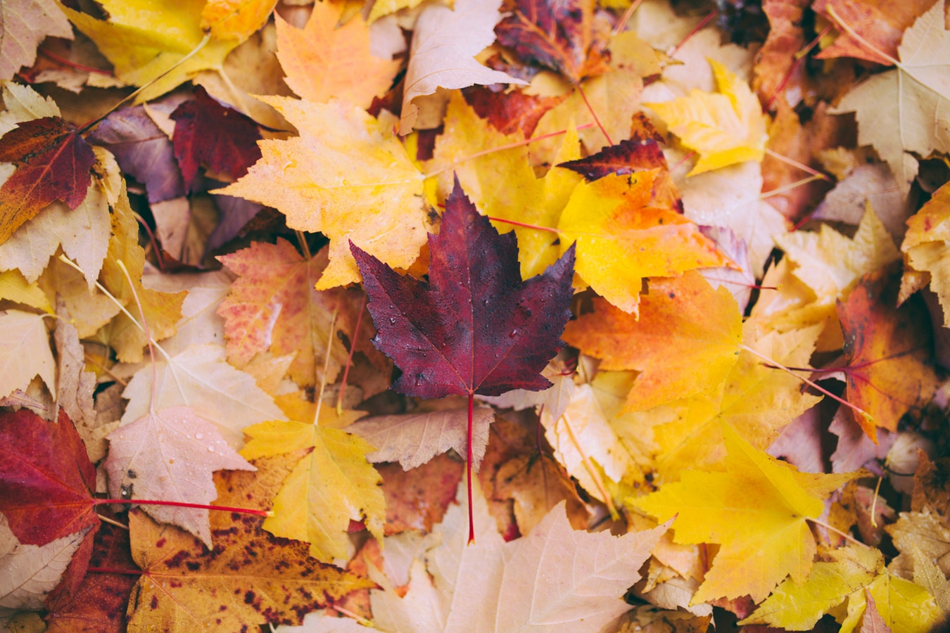 Brown, Yellow, and Red Leaves that have fallen in Autumn